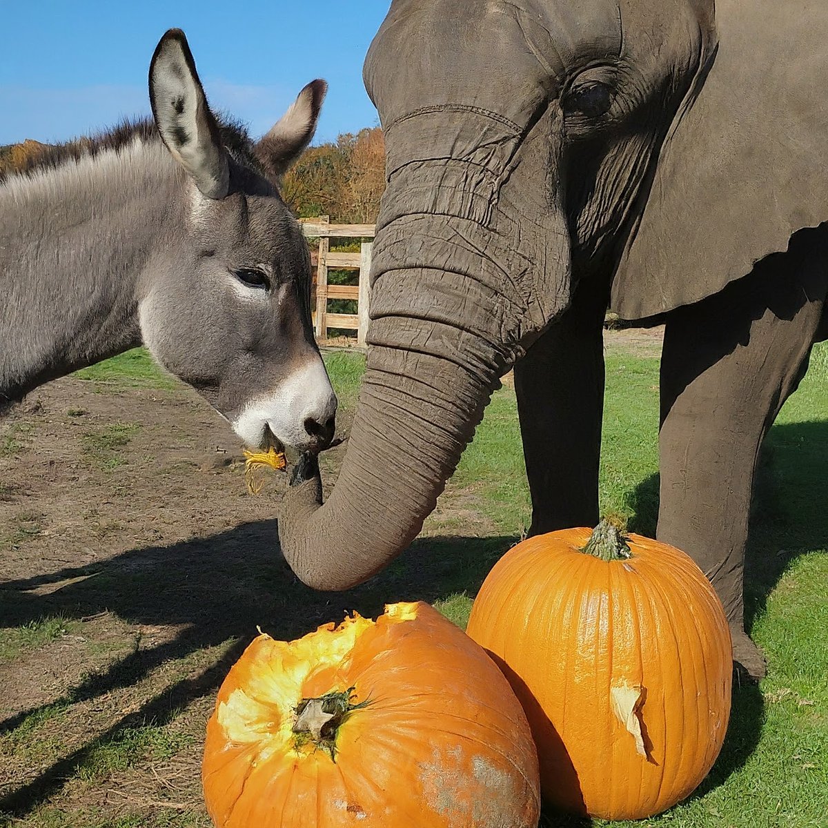 @marrs_edward They're definitely cheater cheater pumpkin eaters..