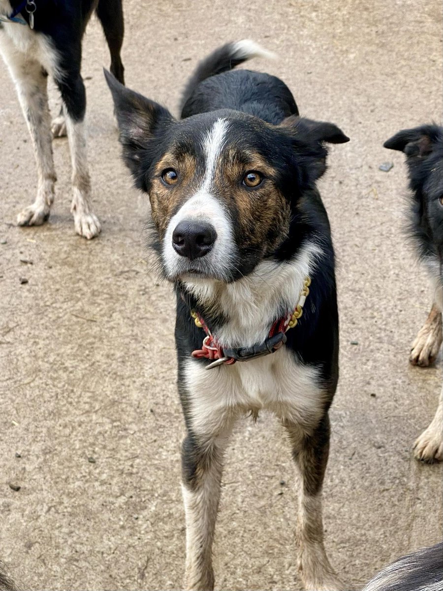 🐾NEW ARRIVALS🐾 10 month old RUPERT arrived with us this week. He's available for adoption, but you must have previously had experience of a collie Please private message us if interested in adopting him Our rescue is in Pencader, Wales & you must be able to come to meet him