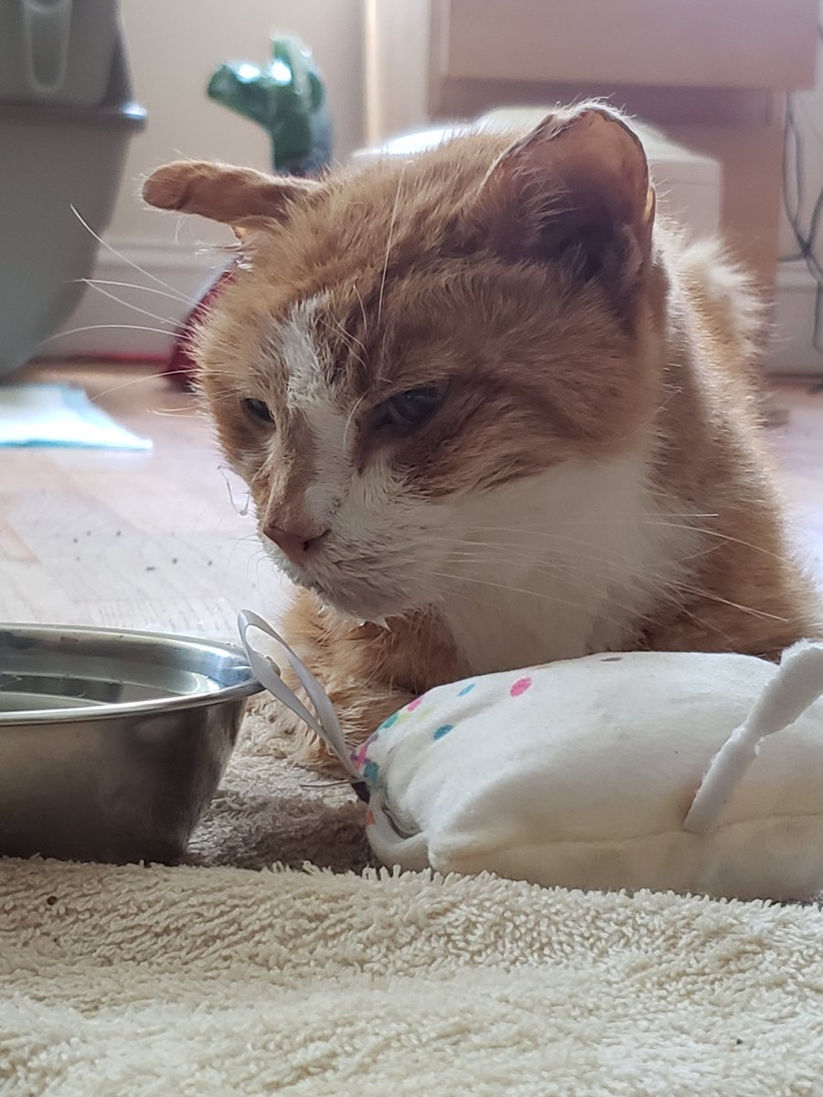 Ollie (Oliver) Cat🐈🌈💔💔 tweet media