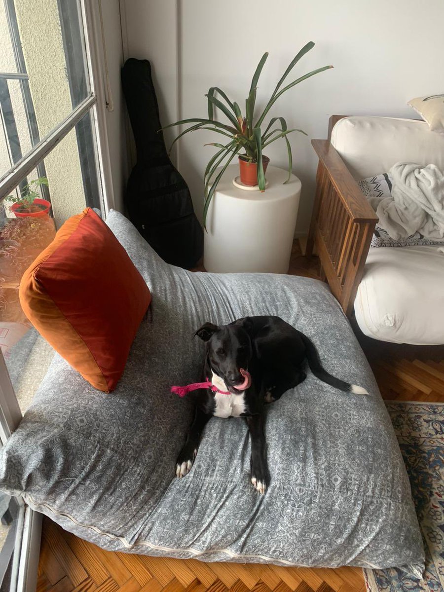 AgusCavadini's tweet photo. ¡PIÑATA BUSCA HOGAR! 🏠🐶

Encontramos a Piñata este viernes en Beccar. Actualmente la tenemos de tránsito en Vicente Lopez/Olivos pero necesitamos encontrarle un hogar permanente que le de mucho cariño y amor
Si quieren sumar una piñata a sus vidas por favor contáctenme ❤️❤️ https://t.co/1HEP6rhuIh