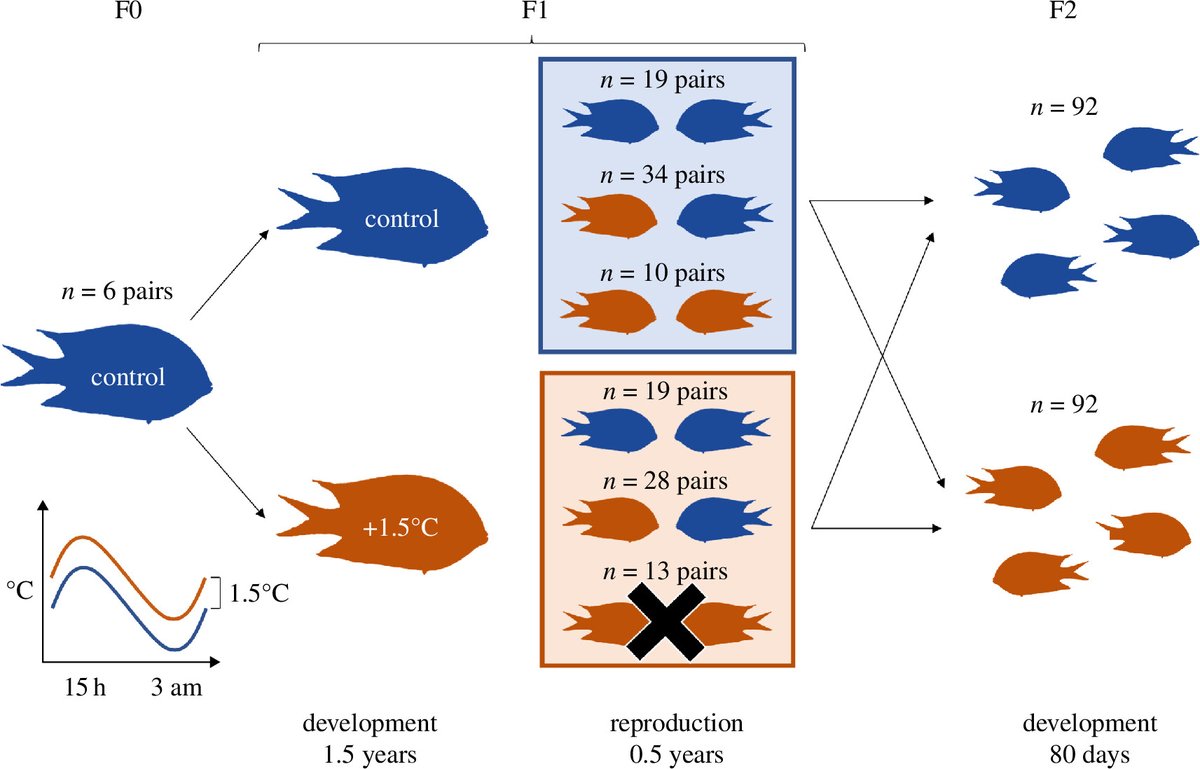 #ProcB Timing-specific parental effects of ocean warming in a #coral reef fish ow.ly/mlgk50RTMAN #OpenAccess #Genomics #Conservation  <a href="/celiaschunter/">Celia Schunter</a> <a href="/DrJDonel/">Jenni Donelson</a> <a href="/FishLucre/">Lucrezia Bonzi</a>