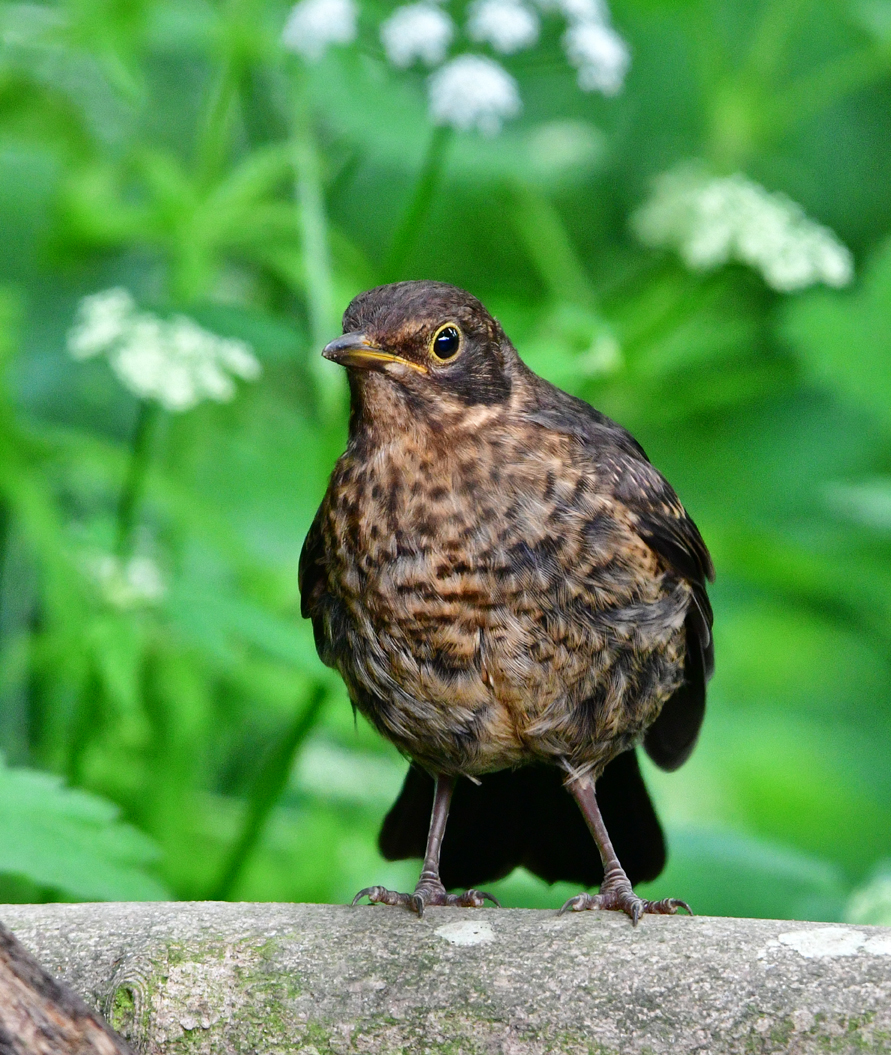 Bird on a stick 26 05 24

Not getting much in the way of variety now but this years youngsters are starting to appear.

Juvenile Blackbird (Turdus merula)

@Natures_Voice @CumbriaBirdClub #bos2024