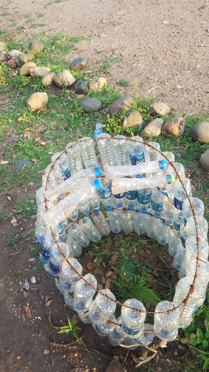 Kaseseyout7741's tweet photo. Muhokya primary school is using plastic bottles to protect trees. What are you doing to end climate change? https://t.co/gjmT2uw3hD