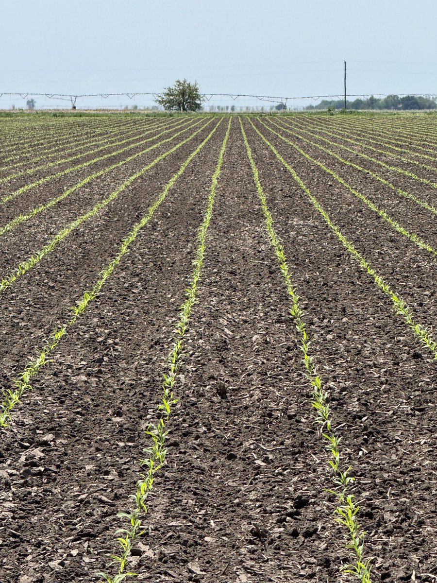 Cyclone Farms tweet media