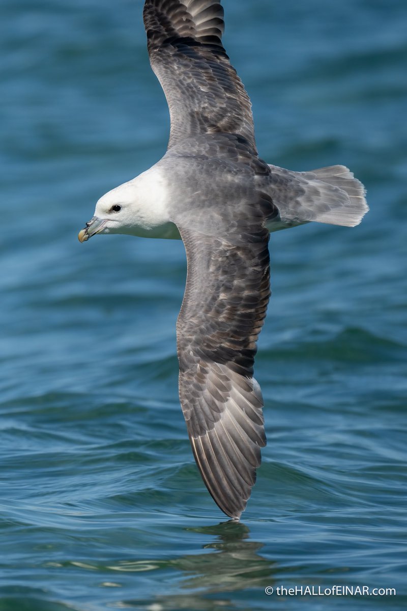 Fulmar dipping its wingtip into the Atlantic.