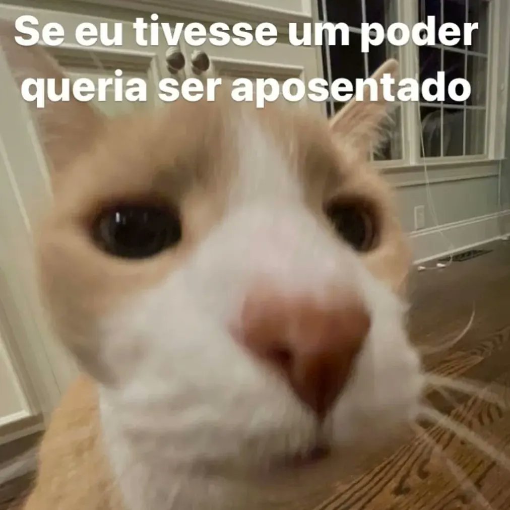 perfil dedicado a gatinhos e peitos (@odeiootaco) on Twitter photo 