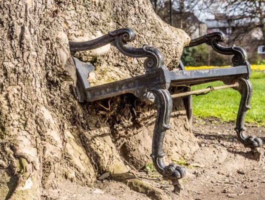 “Hungry Tree” (l’albero affamato) cresce sul terreno del Kings Inn a Dublino, la più antica scuola di legge d’Irlanda.
Questo albero di 80-120 anni è diventato un'attrazione turistica per aver parzialmente inglobato una panchina di ghisa sollevando le gambe anteriori da terra.