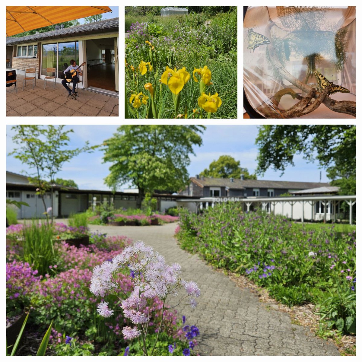 Danke an alle, die heute bei "Natur auf der Höhe" in #Boldern dabei waren! 🪲🐝🐜🐞🦋🐌🦗🪳 

Ein grosser Dank geht an den Natur- und Vogelschutzverein und die Anna Zemp Stiftung. Es war ein wunderbarer Tag! 🌿

Herzlichst #naturaufderhöhe #annazemp #vogelschutz #Männedorf