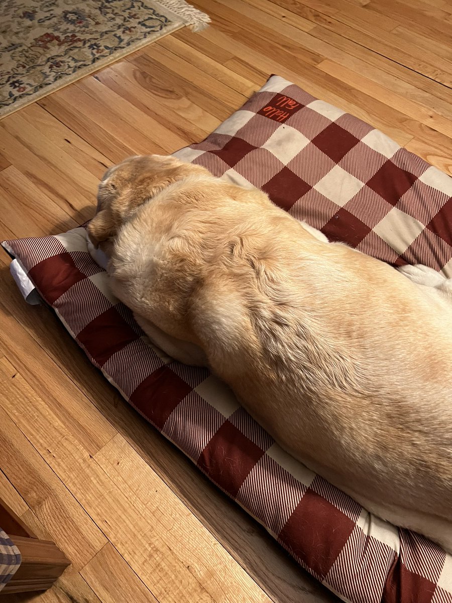 ScoutRetriever's tweet photo. @LabradorYuki Welcome back home:)) one’s own bed is always coziest🐾 https://t.co/DUsRDUQz0a
