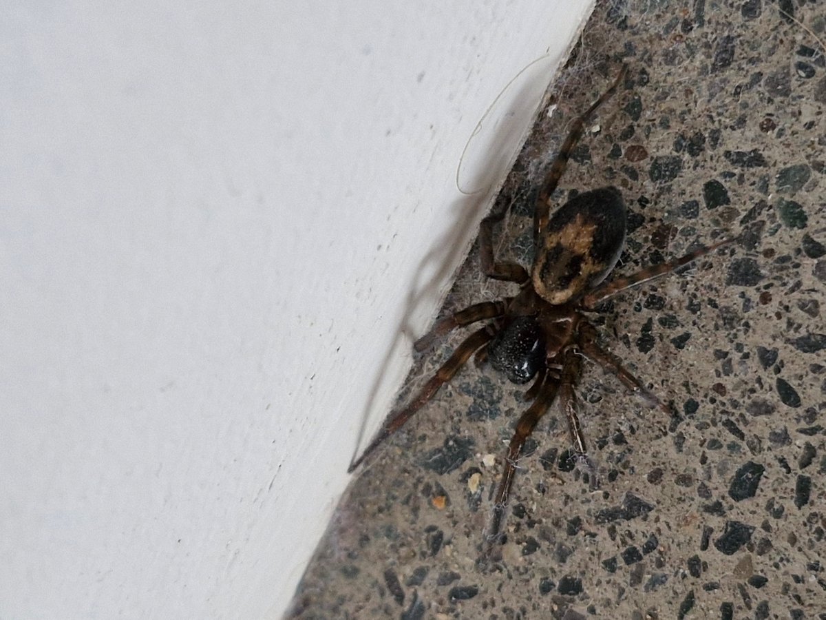 GulliverTT's tweet photo. @collieennis What's this lad and is he/she poisonous? https://t.co/KtgEHodtO6