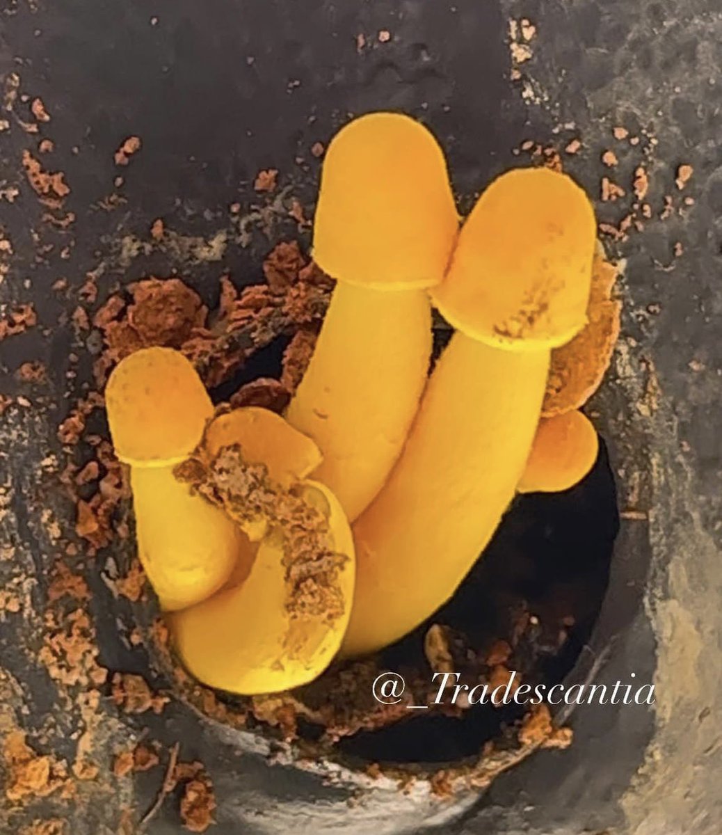 I found something to share while cleaning the garden on #SundayYellow #fungi #flowerpots