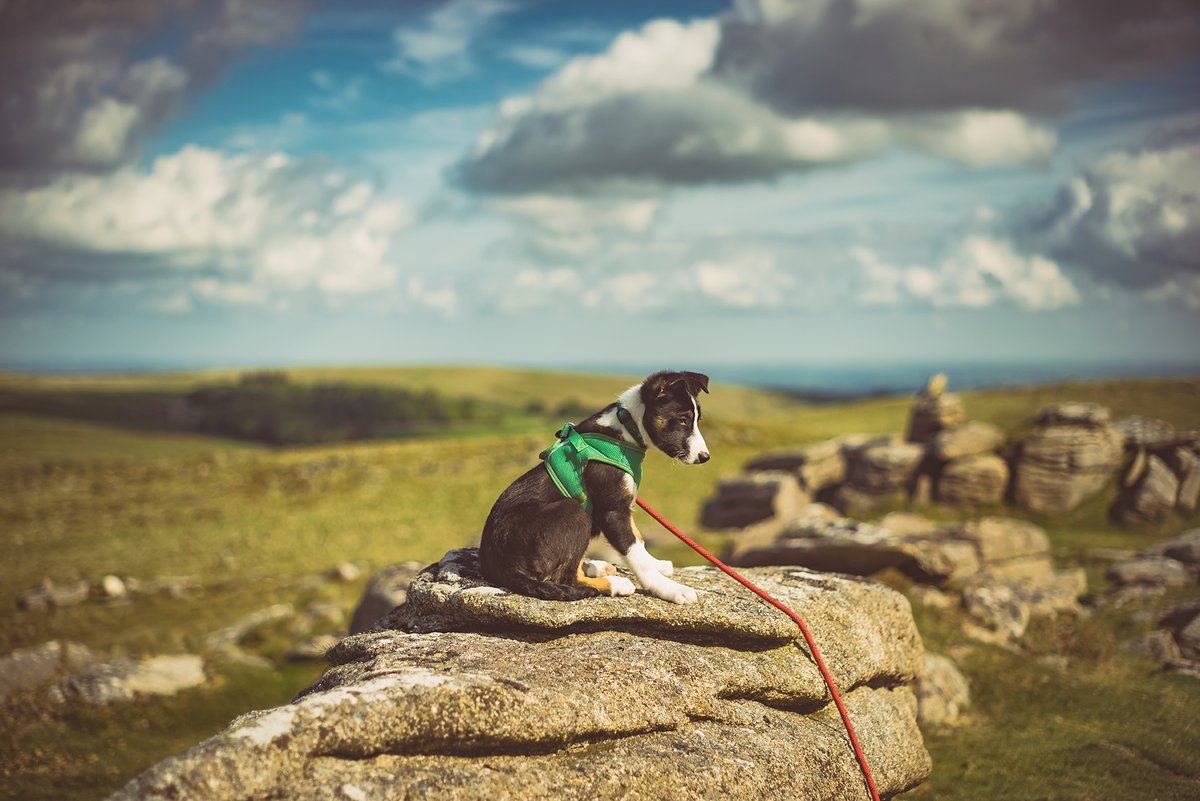 GlavindStrachan's tweet photo. #Tor number 5 for the #puppy - #oketor on #dartmoor yesterday morning π https://t.co/wIoYO7RInB