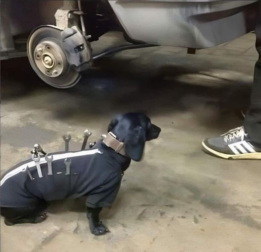 sabes que te van a dejar el auto flama cuando el ayudante se ve asi