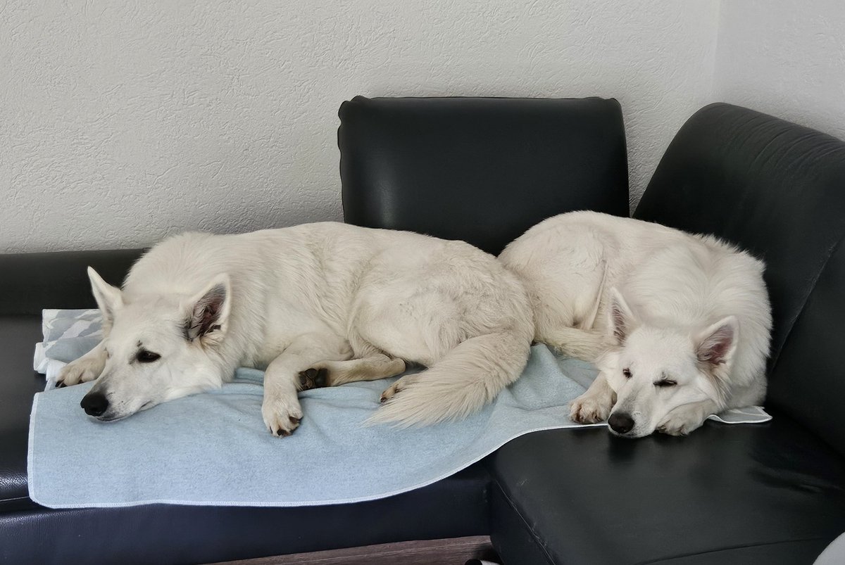 Wir dürfen nur aufs Sofa, wenn ein Tuch drauf liegt. Heute ist es ein sehr kleines Tuch. Aber wir haben es trotzdem geschafft, dass wir beide Platz haben.
Bereit für den Fernsehabend.