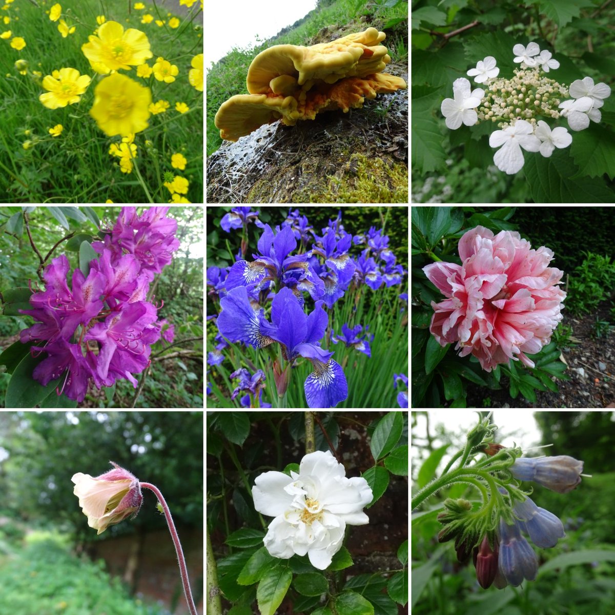 All the flowers at Kilnwick Percy Hall #flowers #springflowers #flora #floribunda #spring #may #buddhistcentre #madhyamaka #kilnwickpercy #kilnwickpercyhall #pocklington #yorkshirewolds #eastriding #lovewhereyoulive