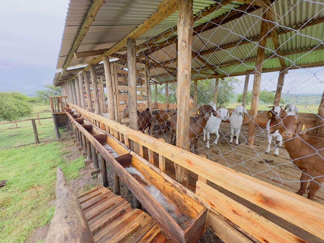 Small Goat Farm Layout Goat Farm Many Goat Inside Stock Photos Free