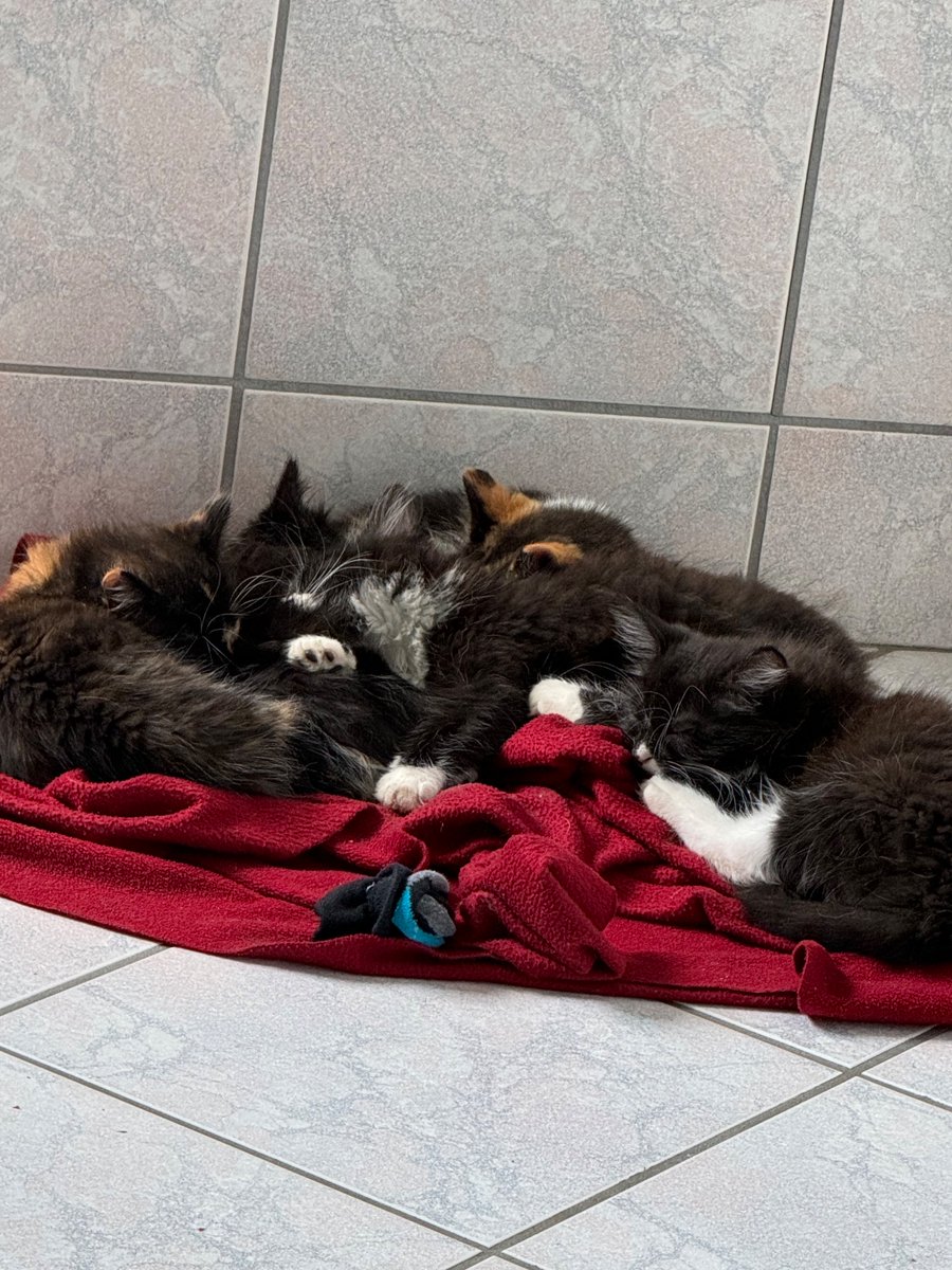 Audreygo_ugc's tweet photo. Any brands looking for content with kitties 🥹 we just rescued 5 baby kittens 🥹☺️! And we are looking for gear to entertain them or feed them !!! 

Content creator for cat content / kittens 🥹🫶🏻
#contencreators https://t.co/plWW3vn9mC