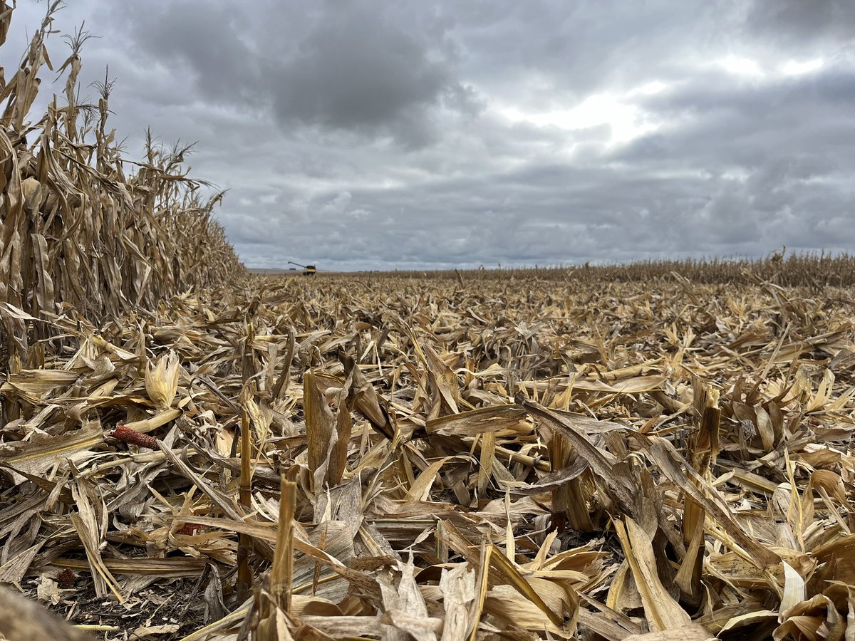 Federico Conforti tweet media