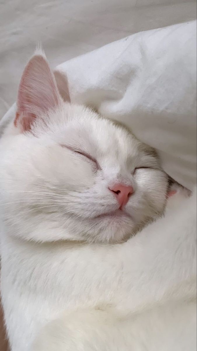 Good night 😴