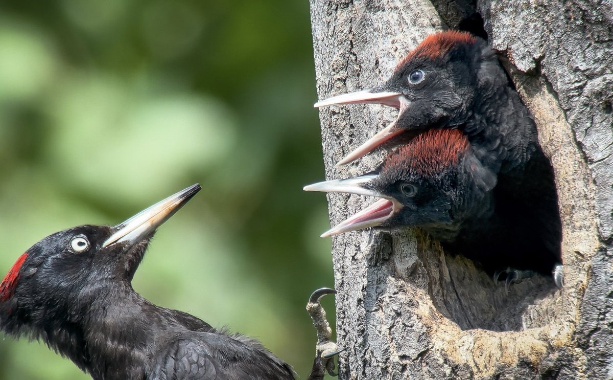 The baby black woodpeckers are growing up so fast 🥹 Oslo, Norway.