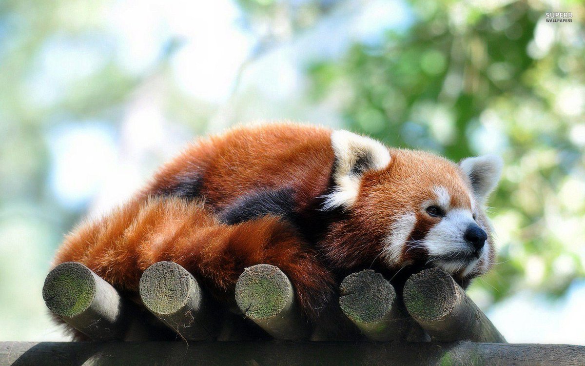 Red Panda Every Hour! (@RedPandaEveryHr) on Twitter photo 2024-05-26 17:46:49