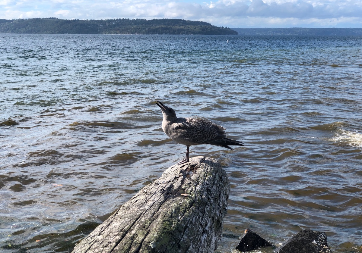 There are 3 FREE days to visit Washington State Parks in June!
☑️Saturday, June 8 - National Get Outdoors Day
☑️Sunday, June 9 - Free Fishing Day
☑️Wednesday, June 19 - Juneteenth
More info + Seattle-area recommendations here: bit.ly/freewastatepar… <a href="/WAStatePks/">Washington State Parks & Recreation Commission</a>