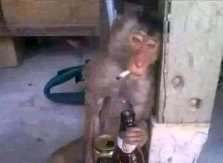 la extraño socio
