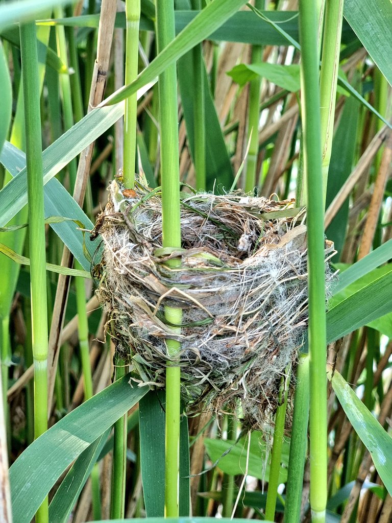 Reed warbler nests are go go with a fair few Cuckoos around the River Avon in #Worcestershire sneakily waiting... 🥚