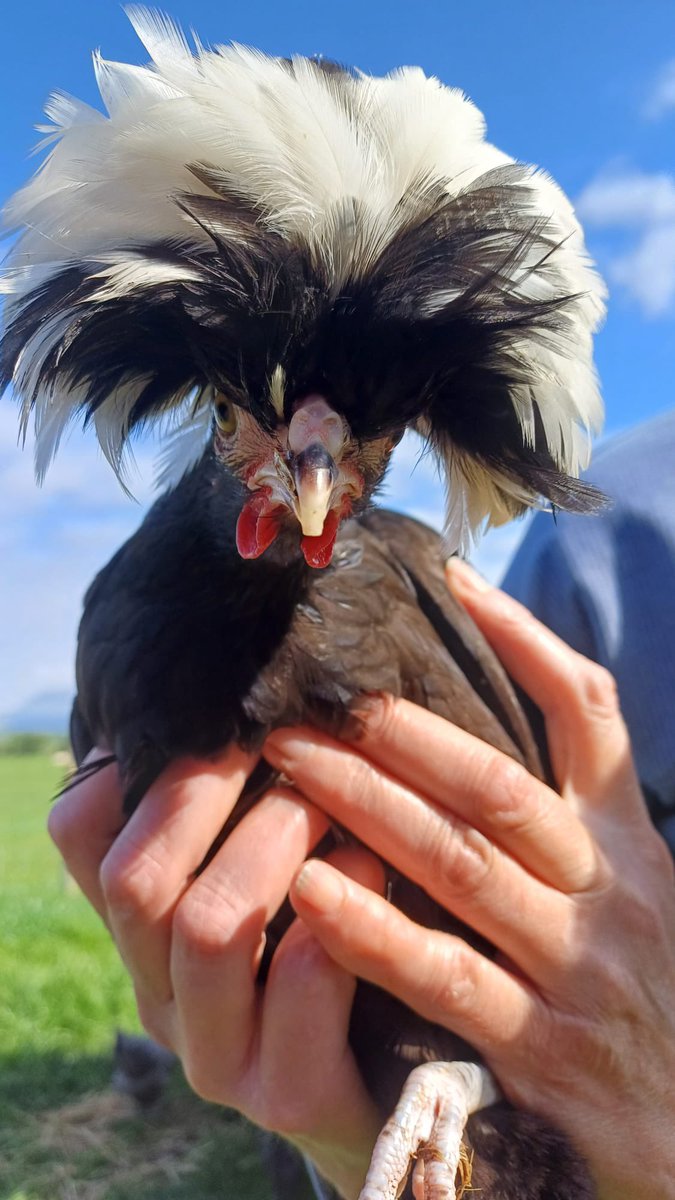 We’re open tomorrow 11 - 2 for the bank holiday. Book online and come say hello to Paula our new Polish bantam - good looks and a stunning personality!!😜
#bellevuefarmarran #Arran #visitarran #openfarm #farmtours #daysoutwithkids #farmarran #visitarran #gorural