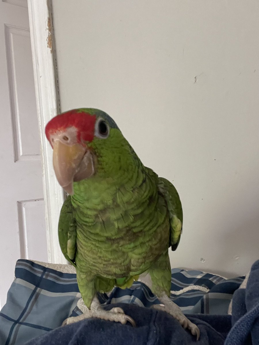 CesarHnzp's tweet photo. @TheFoxyKevinT Free as a bird 🦑 https://t.co/65sgOxdOEK
