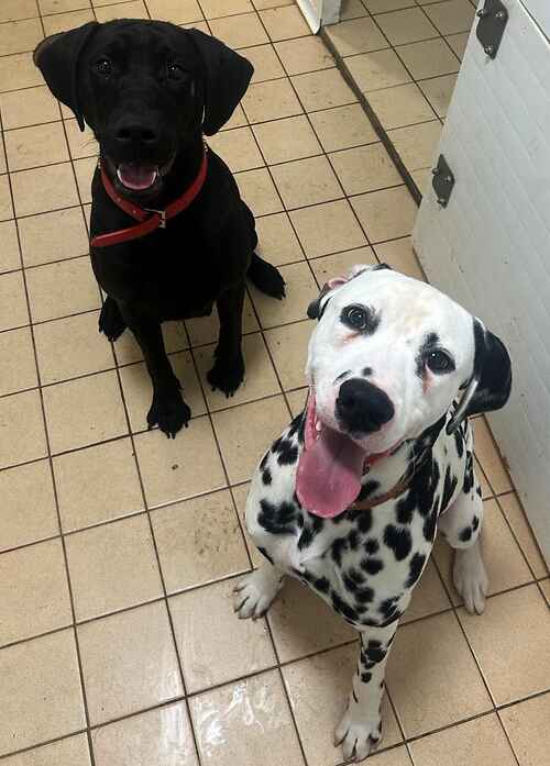 Please retweet to help Nina and Diz find a home together #EDENBRIDGE #KENT #UK BONDED PAIR, MUST STAY TOGETHER, AVAILABLE FOR ADOPTION, REGISTERED, BRITISH CHARITY✅Female and male 4 years and 1 year old Breed: Lab x and Dalmatian Colour: Black and white with black dots Nina and