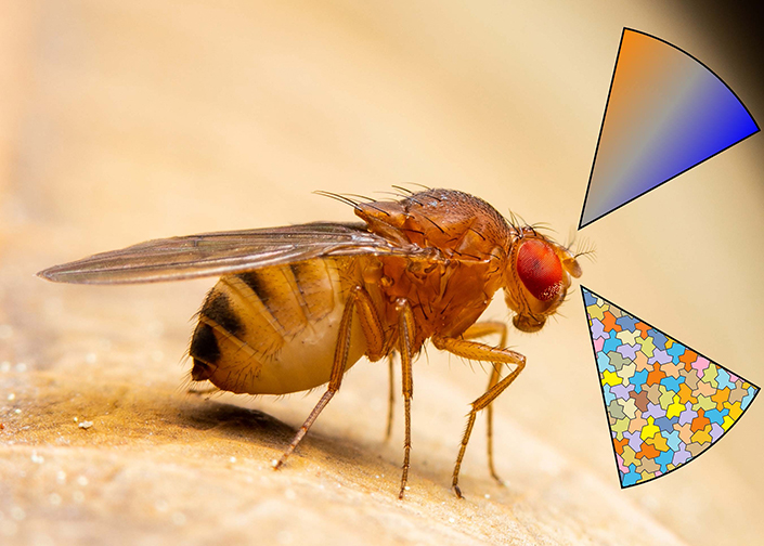 Researchers decipher how insects smell more with less. 🪰 Researchers at @ucsdbiosciences have figured out how fruit flies use a simple but efficient system to recognize odors, and the answer lies at the edges of their antennae bit.ly/4aBr6Vv #UCSD #BioScience