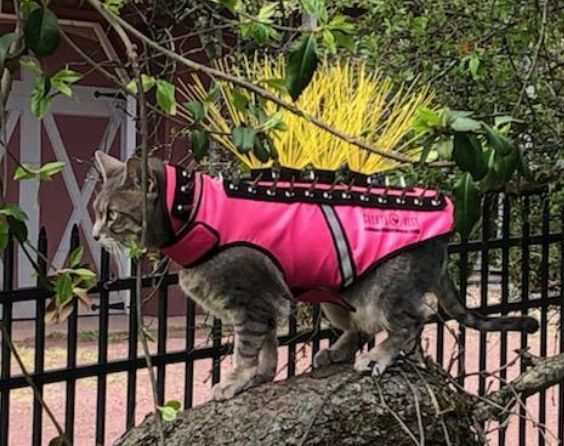 CoyoteVest's tweet photo. We have protective gear for cats too - our SpikeVest for Cats 🐱 #Catsoftwitter #PetsofIG #Catsafety #CoyoteVest https://t.co/HF938B2be8