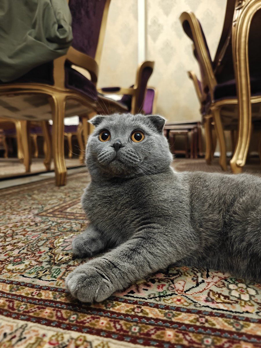 In deinen Träumen bin ich bei dir. 😻😽

#guteNacht #Haustier #Katze #scottishfold