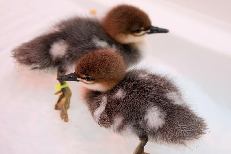 woodlandparkzoo's tweet photo. Scaly-sided mergansers are an endangered species of diving ducks that are very rare in zoos and in the wilds of E. Asia. Woodland Park Zoo is home to 9 of them, including 2 ducklings that hatched this spring to parents Sam &amp; Veronica. They live in our Temperate Wetlands habitat. https://t.co/8TOXnr6iof