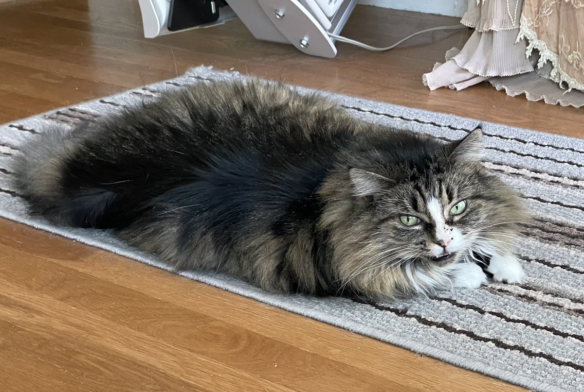 LittleMaineCoon's tweet image. Relaxing with Mommy today. What’s everyone up to? #SundayFunday 
@GeneralCattis @JusticeToAll @MaineCoonCatsOH @Cleo_sMommy @Robin2020Rockin @BerylFruitloop @SkittlesFriends