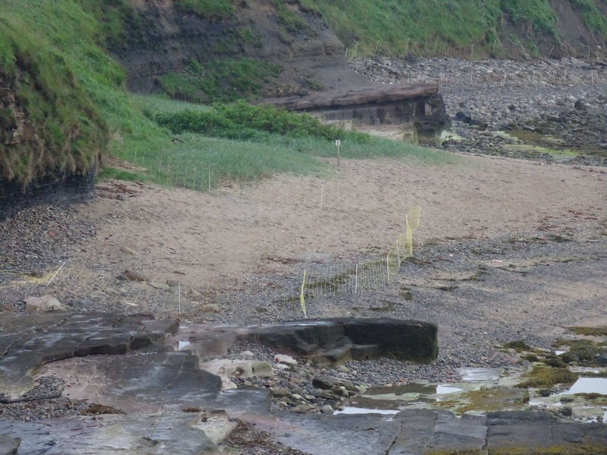 Little beach on clifftop partly cordoned off maybe a ring plover !!!  
#Seahouses 
@NorthEastTweets