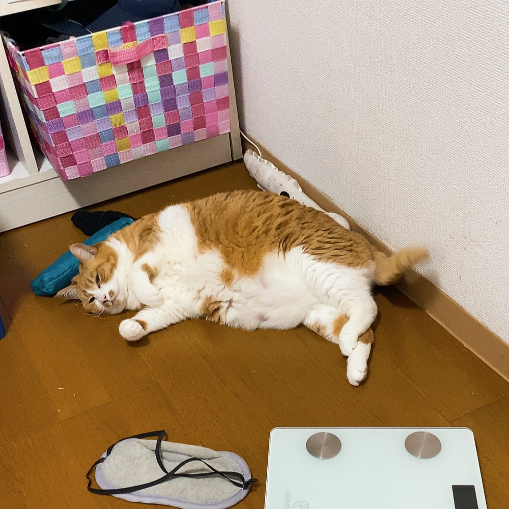 いろんなもんが落ちてる汚い床に猫も落ちてた