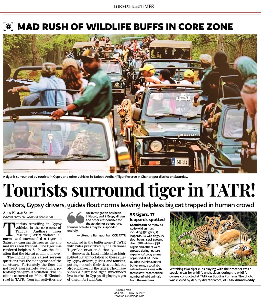 #Tadoba #Chandrapur
Tadoba Andhari Tiger Reserve (TATR), suspended permits of 10 Gypsy drivers, a day after Lokmat Times carried a damning photograph & report of a tigress being dangerously “trapped” btwn. vehicles by drivers .Each offender was fined Rs 3,000.
#SaveTigers #Tigers