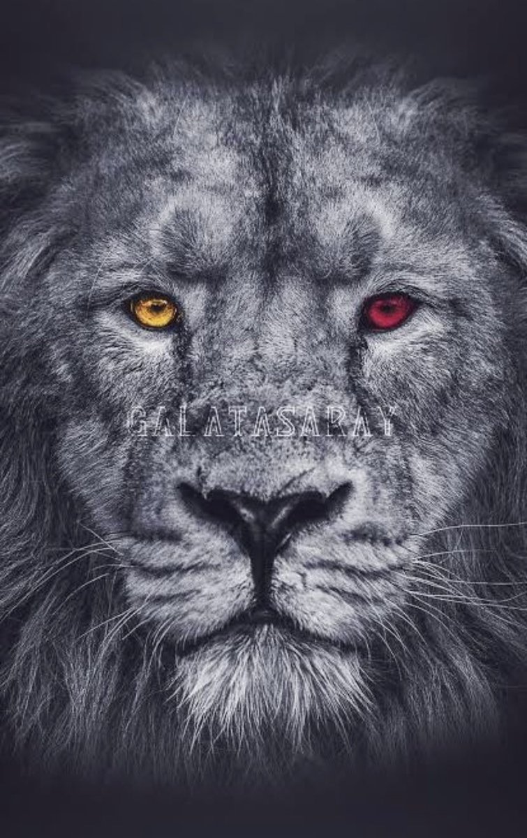 #ŞampiyonGalatasaray 🏆