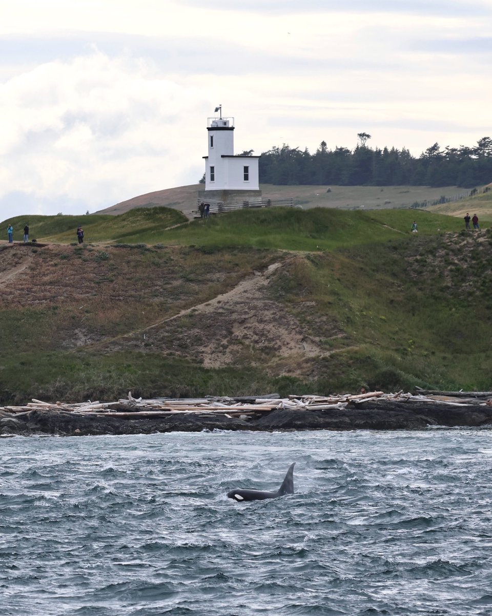 sanjuanwhales's tweet photo. The T73A’s and Cattle Point Lighthouse on yesterday’s afternoon tour! 

📸: Naturalist Sam Murphy 

#cattlepoint #lighthouse #sanjuanisland #killerwhale #biggskillerwhales #islandadventures https://t.co/A2DwcaM5e9