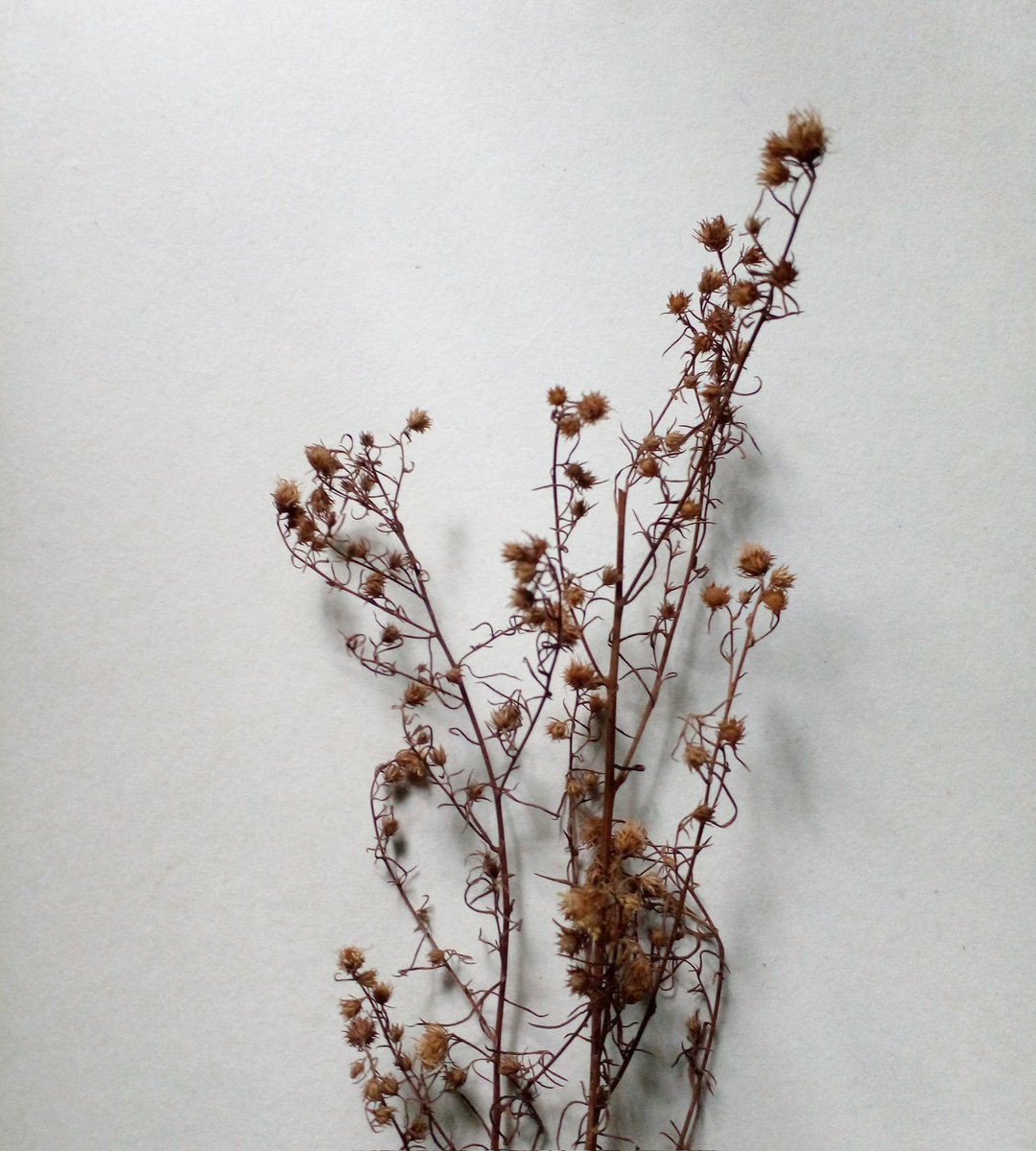 Ღ.Hashi.Ღ tweet media