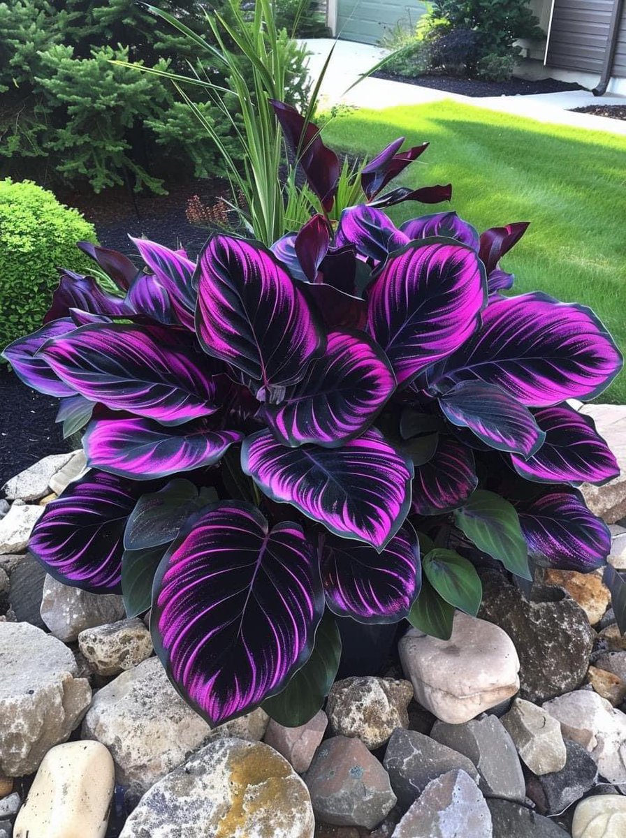 TheFlowerShow's tweet photo. ‘Purple Tip Calathea Couture’ Flower - believe it or not, this plant is real https://t.co/PWm2v0sm4w