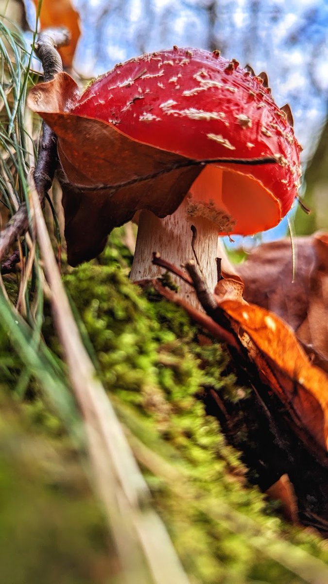 Un rouge pétant sous un ciel bleu / Bright red under a blue sky / Spéc. : Google Pixel 6, ƒ/1,85, 1/171, 6,81 mm, 27 ISO / #photographie #photography #Google #Pixel #TeamPixel #GooglePixel #champignon #mushroom #FungiFriends