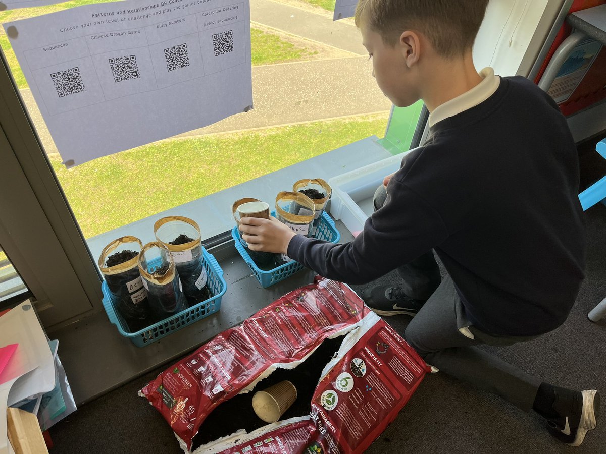 P6B have been doing a super job of growing potatoes. We reused clear plastic bottles as our pots to help us see the roots growing. Next week we will plant them in the wildlife garden to give them more room to grow! #article29 #foxyeco