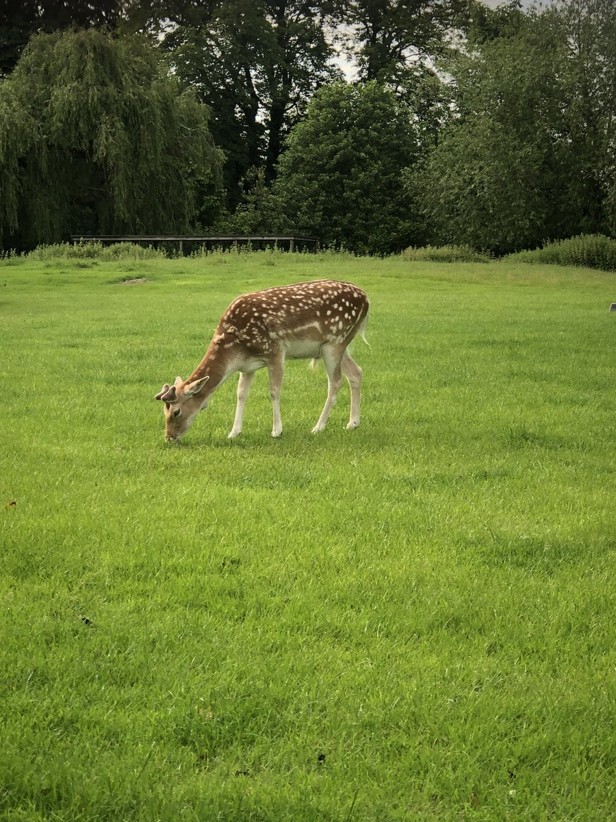 Gamo (fallow deer)
#ClissoldPark
#London