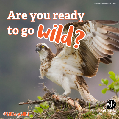 Join the @WildlifeTrusts for #30DaysWild! Do something wild every day this June and feel all the benefits of spending time in nature. 💚 Join a thriving community of nature-lovers and get ready to go wild! 👉wildlifetrusts.org/30dayswild #birda #birding