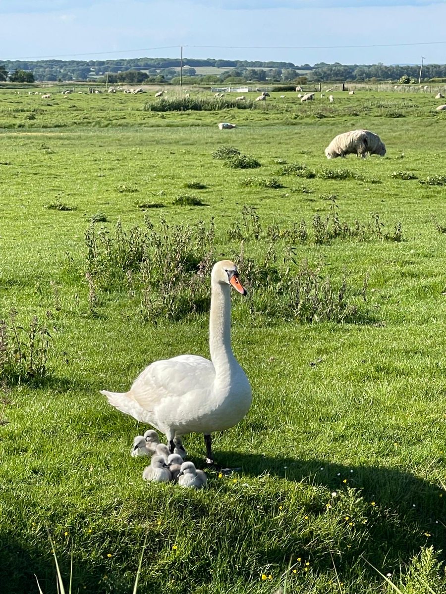 Hist_Geographer's tweet photo. Brief visit to the Kentish Rural Idyll today before the return of the #cuspofgreatness https://t.co/dAiNEkovEw