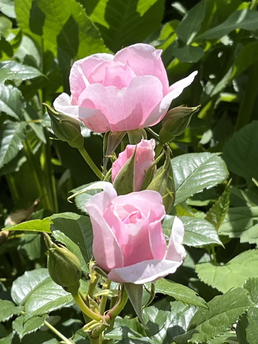 Cherry 🍒 tweet media