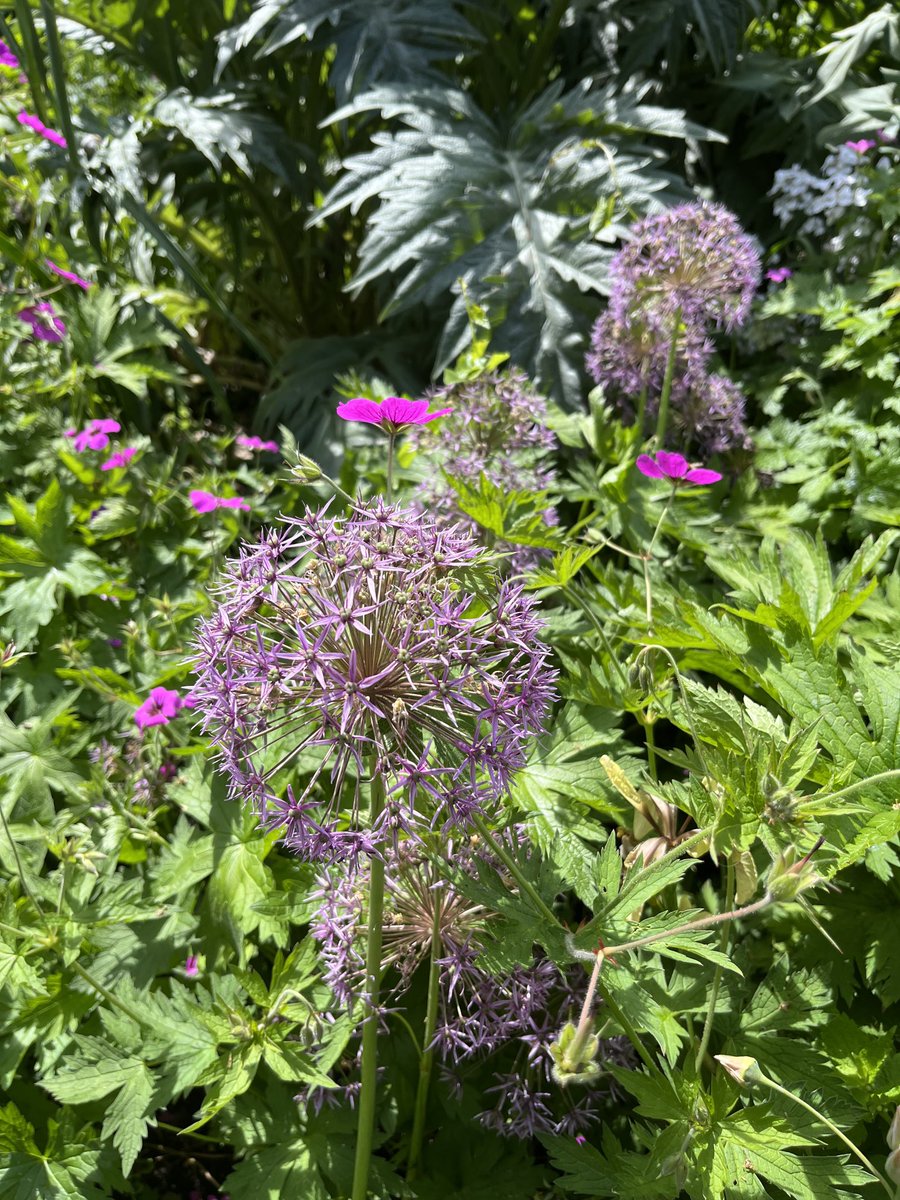 Cherry 🍒 tweet media